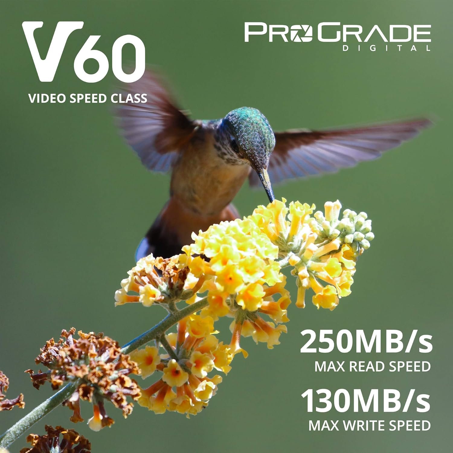 1760731473_ProGrade-Digital-SDXC-UHS-II-V60-Memory-Card-128GB-Gold.jpg